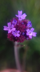 Verbena bonariensis