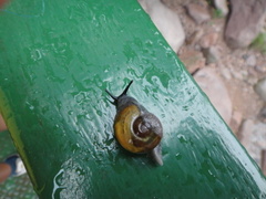 Helicarionoidea
