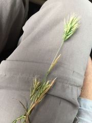 Bromus scoparius