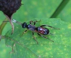 Pleolophus indistinctus
