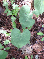 Ipomoea orizabensis orizabensis