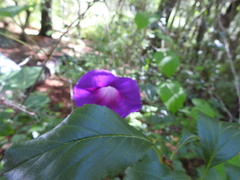 Ipomoea orizabensis orizabensis