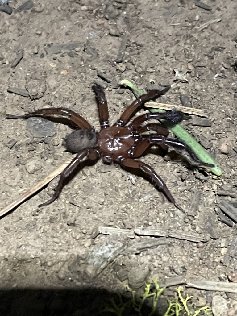 Antrodiaetus montanus