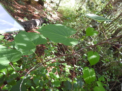 Ipomoea orizabensis orizabensis
