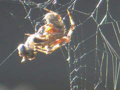 Araneus