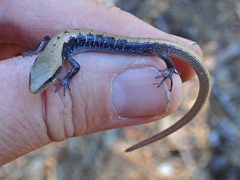 Elgaria coerulea palmeri