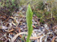 Pterostylis plumosa