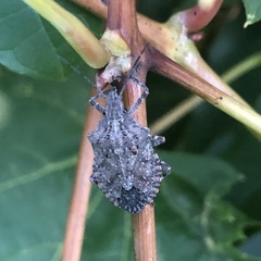 Brochymena quadripustulata