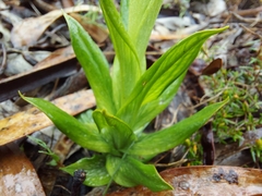 Pterostylis plumosa