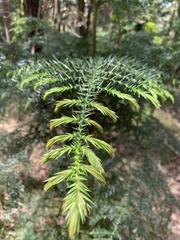 Araucaria cunninghamii