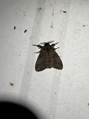 Dasychira vagans