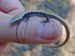 Elgaria coerulea palmeri