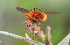 Adejeania