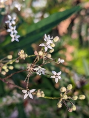 Astrotricha longifolia
