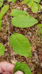 Amelanchier arborea