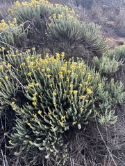 Ericameria ericoides