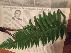 Polystichum aculeatum