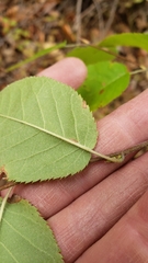 Amelanchier arborea