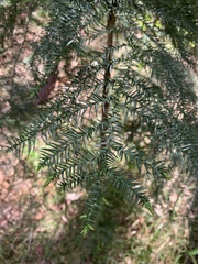 Araucaria cunninghamii