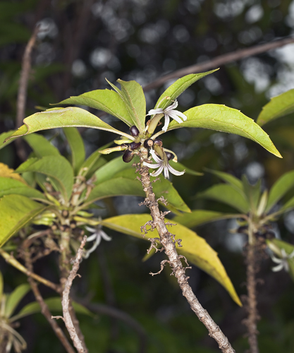 Scaevola procera