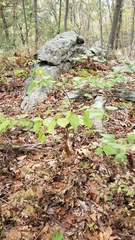 Amelanchier arborea