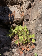 Heuchera cylindrica