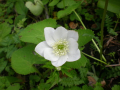 Ranunculoideae