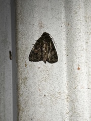 Phosphila miselioides