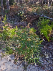 Astrotricha longifolia