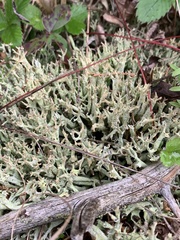 Cladonia turgida
