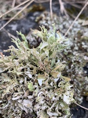 Cladonia turgida