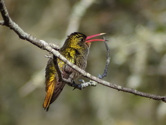 Hylocharis chrysura
