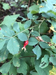 Rosa nutkana