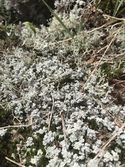 Stereocaulon vesuvianum