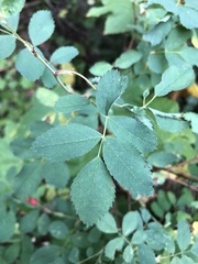 Rosa nutkana
