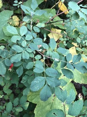 Rosa nutkana