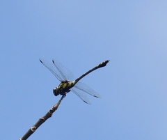 Ictinogomphus rapax