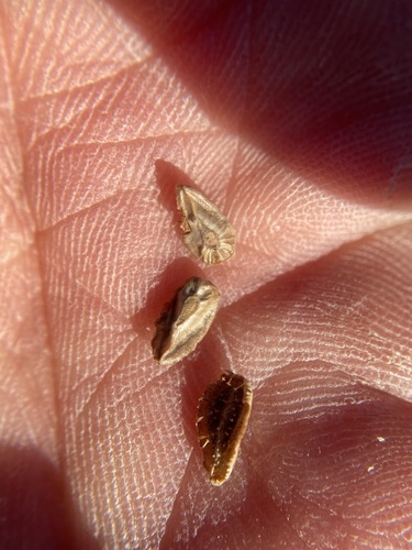 Image of Hackelia diffusa by (c) Matt Berger, some rights reserved (CC BY)