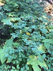 Rosa nutkana