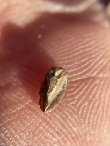 Image of Hackelia diffusa by (c) Matt Berger, some rights reserved (CC BY)