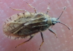 Tingis pilosa