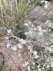 Pseudognaphalium canescens