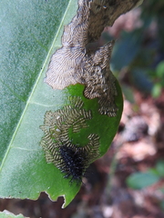 Epilachna mexicana