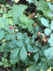 Rosa nutkana