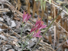 Alstroemeria ligtu