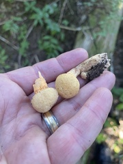 Chroogomphus tomentosus