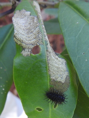Epilachna mexicana