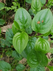 Hackelia latifolia