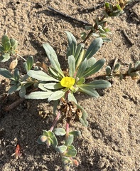 Camissoniopsis cheiranthifolia cheiranthifolia