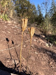 Lilieae